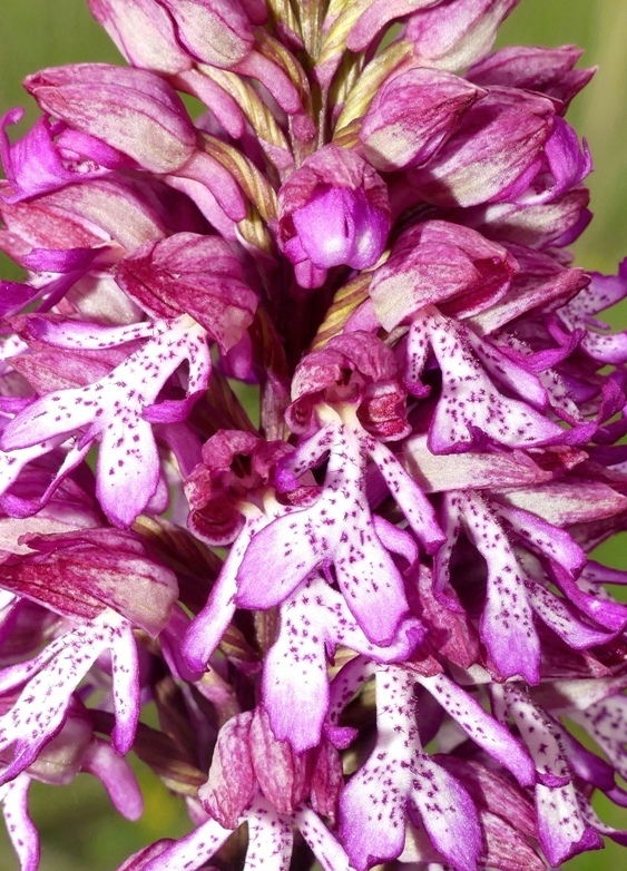 Orchis xhybrida (Orchis militaris x Orchis purpurea) altopiani abruzzesi - giugno 2018